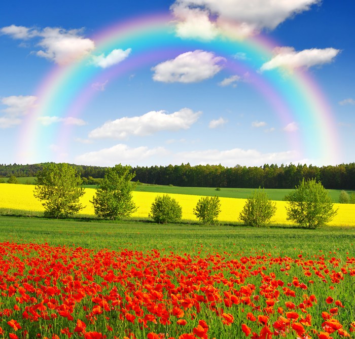 rainbow above the spring landscape with red poppy field Wall Mural ...