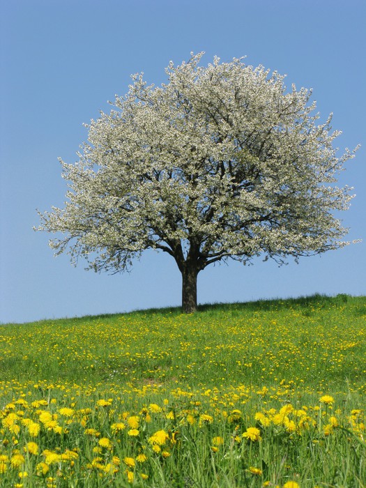 Fototapete Blühender Baum im Frühling • Pixers® Wir