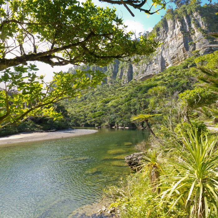 Papier Peint Forêt tropicale verdoyante le long Pororai ...