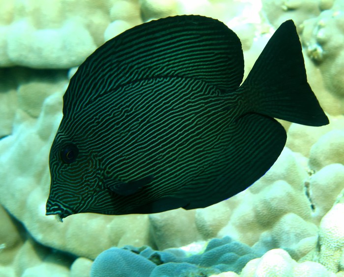 chevron tang fish