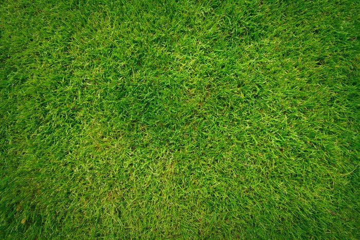 Fotomural Modelo hermoso pasto verde • Pixers® - Vivimos para cambiar