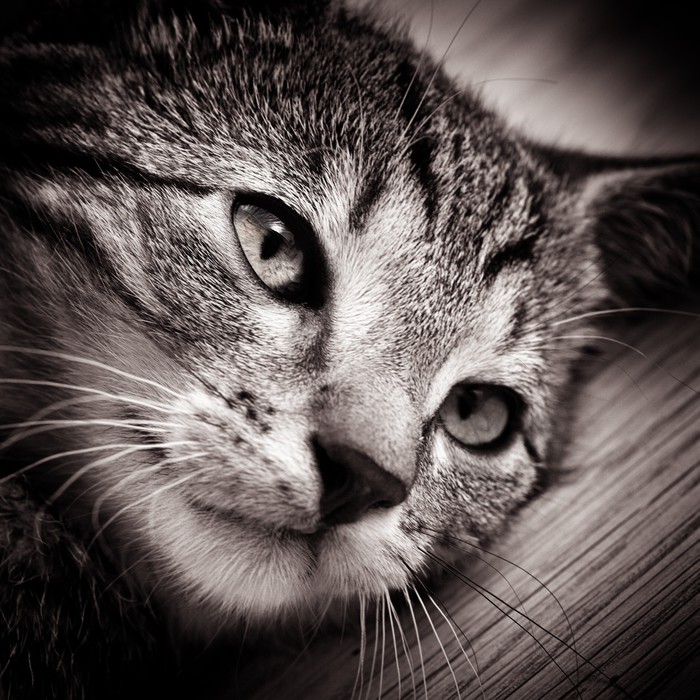 Yavru kedi Duvar Kağıdı • Pixers® Haydi dünyanızı değiştirelim