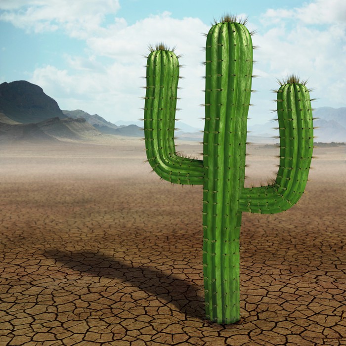 Fototapeta Kaktus  v pouti  Pixers   ijeme pro zmnu