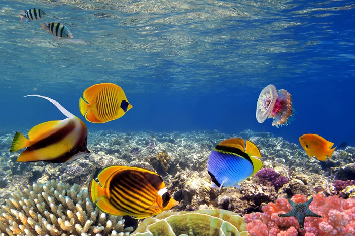 Fototapeta Podwodne życie rafy koralowej ciężko, Morze Czerwone, Egipt ...