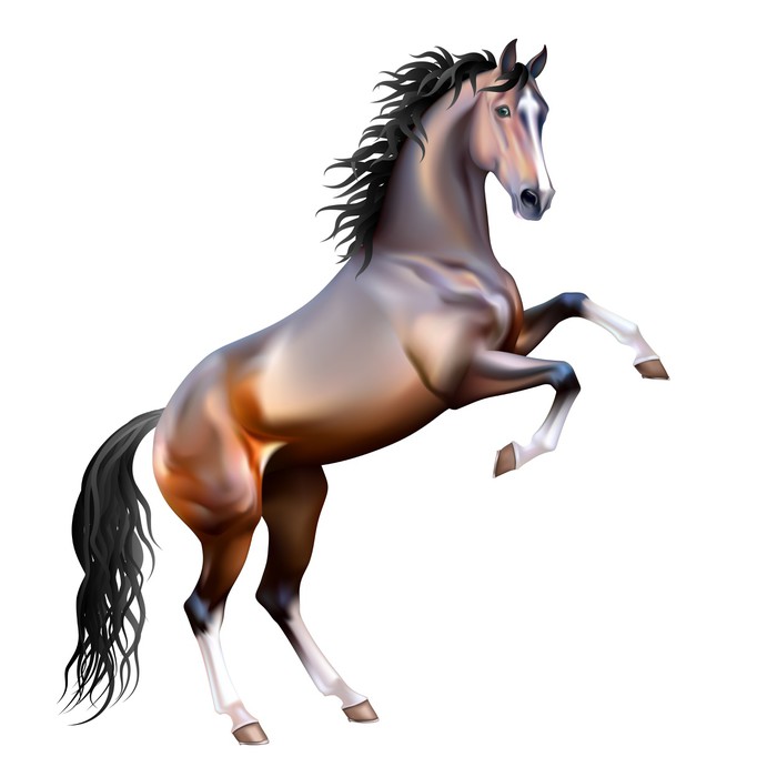 Vector Realistic Bay Horse Rearing Up Isolated Sheer Window Curtain Pixers We Live To Change Compartilhe no facebook compartilhe no twitter compartilhe no google plus. vector realistic bay horse rearing up isolated sheer window curtain pixers we live to change