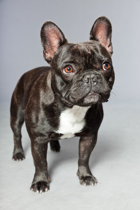 Fotomural Bulldog francés negro. pecho blanco. Perro divertido