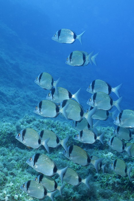 Poster Bogue Poisson Bleu De La Mediterranee Pixers Nous Vivons Pour Changer