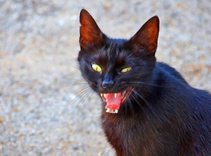 a picture of an angry black fuzzy cat with yellow