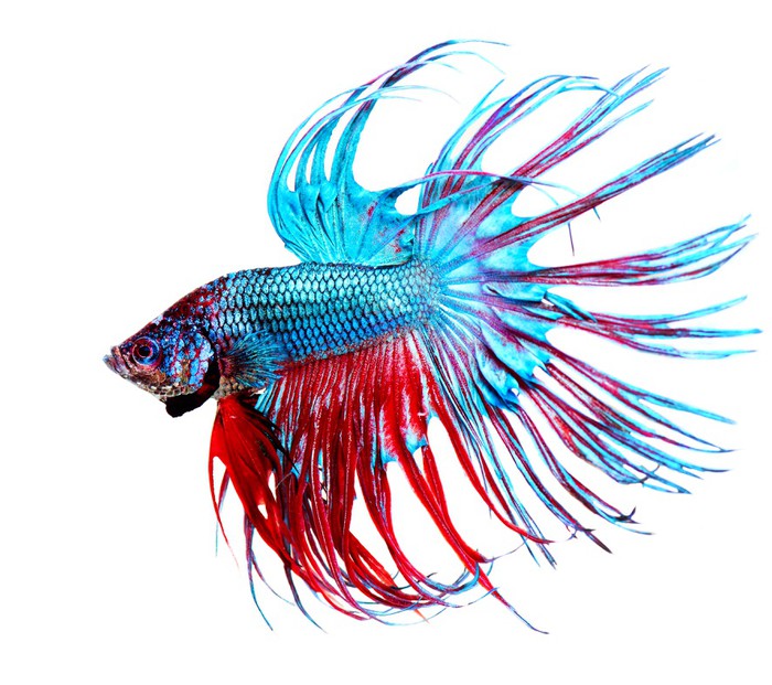 Blue Orange Beta Fish Poster - Jeff Fried Content Strategy: Photo