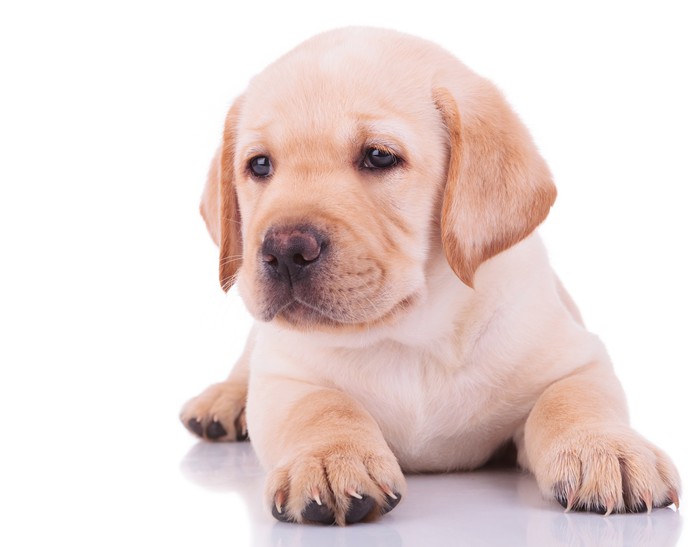 Tappeto Bagno,Tappetino Antiscivolo per Il Bagno,Divertente, foto subacquea  di Golden Labrador Retriever cucciolo che nuota in piscina feli,Soffice  Tappeto da Bagno in Microfibra,Assorbente,40 x 60 cm : : Casa e  cucina