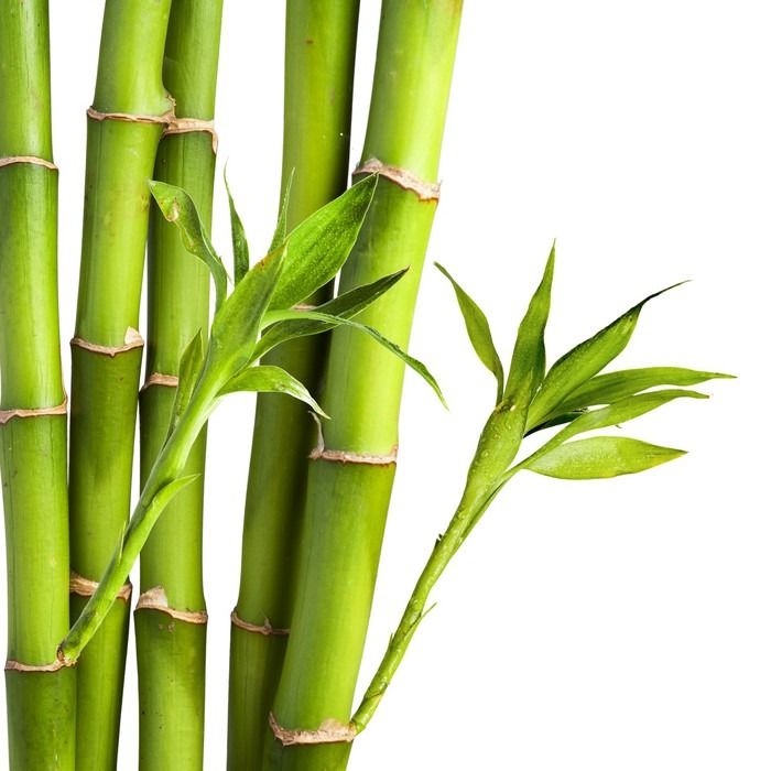 bambu ile ilgili gÃ¶rsel sonucu