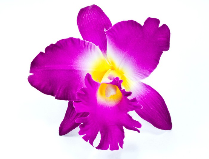 Wall Mural Cattleya orchid. 