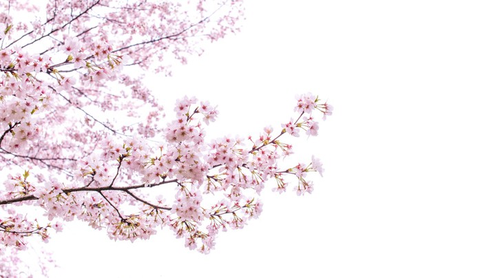 isolated sakura tree Sticker • Pixers® • We live to change