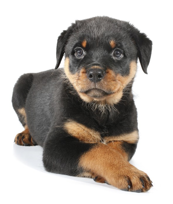 Tableau sur Toile Petit chiot rottweiler chien se couche Tableau sur Toile Petit chiot rottweiler chien se couche