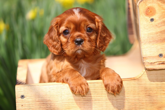 Ocean Gift Cavalier King Charles Spaniel Car Decals, Dog Car Stickers...