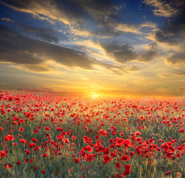 sunset over poppy field Wall Mural • Pixers® • We live to change