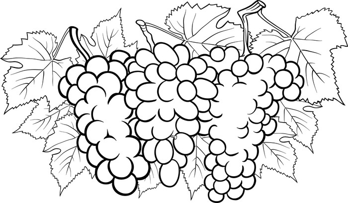 Vinilo Pixerstick Racimos De Uvas Ilustracion Para Colorear Pixers Vivimos Para Cambiar