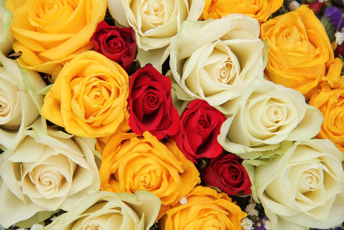 Cortina opaca Las rosas amarillas, blancas y rojas en un arreglo de la boda  - PIXERS.ES