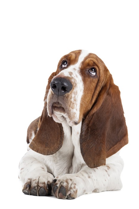 Tapisserie Murale 3D Basset Hound - Couverture Chien 150x200 Cm - Décor Chambre Enfant Salon Doux