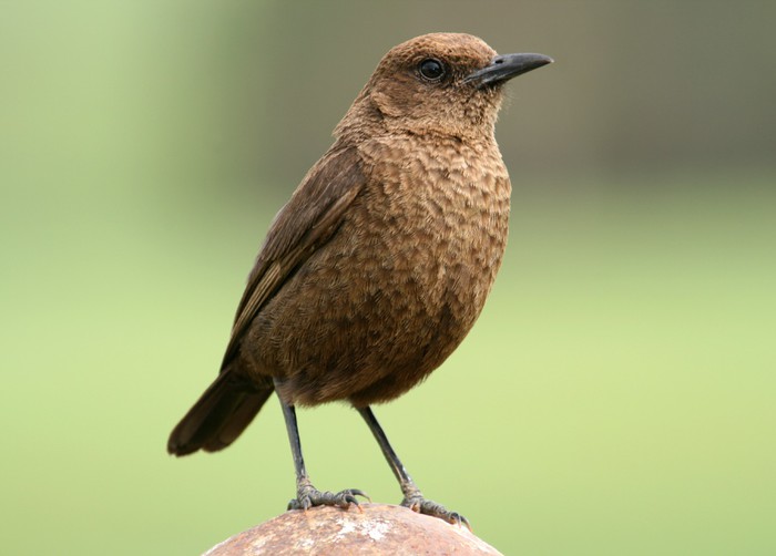 Fotobehang Bruine vogel • Pixers® We leven om te veranderen Fotobehang Bruine vogel • Pixers® We leven om te veranderen