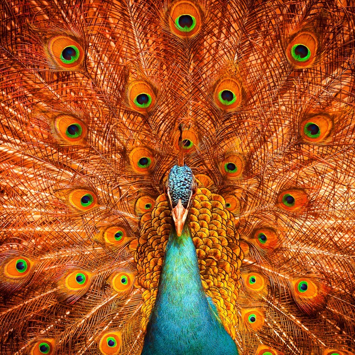 Fotomural Pluma de pavo real en el fondo en colores rojo • Pixers