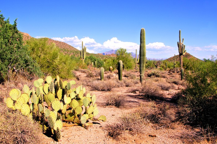 Arizona desert view with saguaro cacti and prickly pear Wall Mural ...