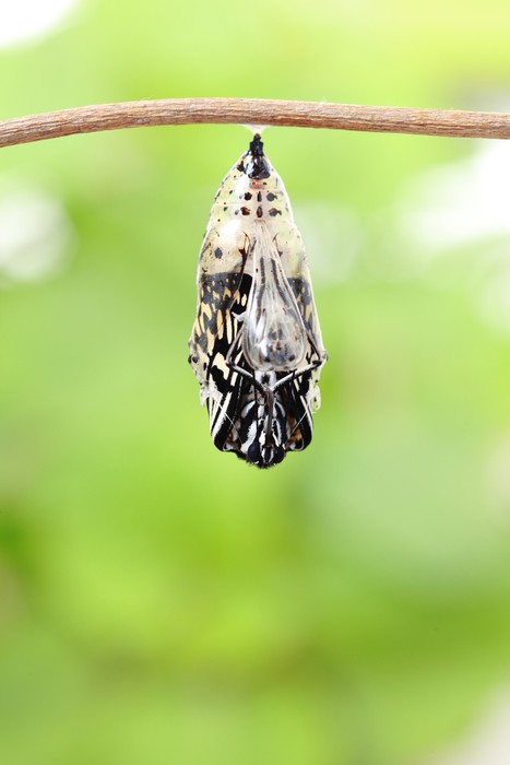 Autocollants papillon épais, grand, bronzé, découpé, nature, joli