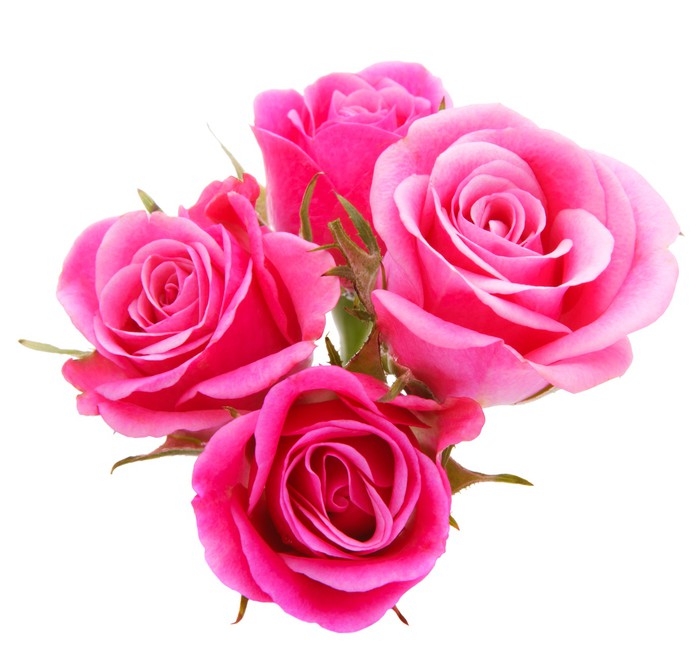 Pink Rose Flower Bouquet Isolated On White Background Cutout Wall Pink Rose Flower Bouquet Isolated On White Background Cutout Vinyl Wall Mural Themes