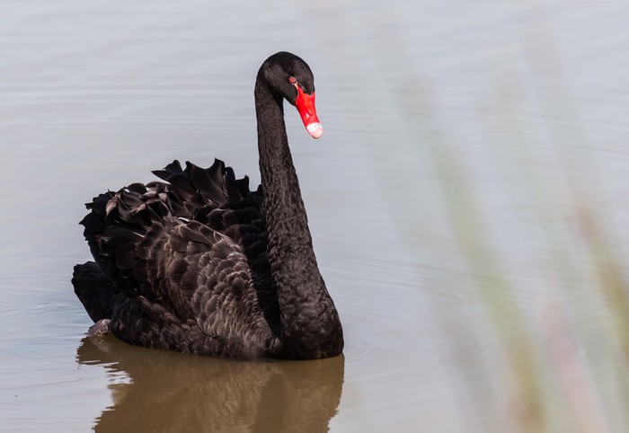 Image result for black swan brd