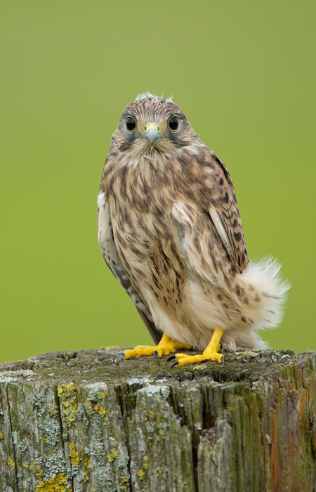 juvenile common kestrel wall mural pixers we live to change