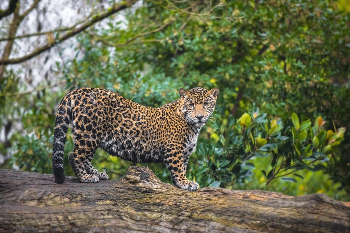 Fotobehang Prachtige Jaguar dier in zijn natuurlijke habitat • Pixers