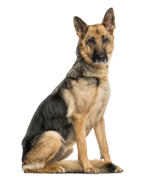 German cheap shepherd skinny