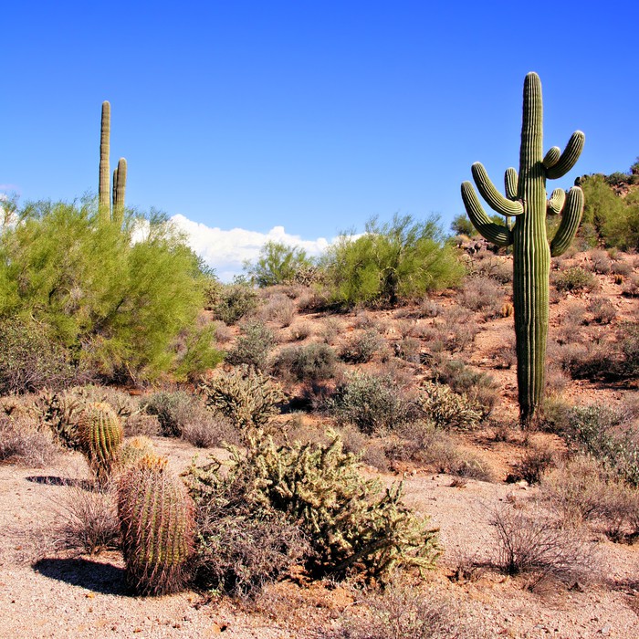 Tapeta Arizona pou pohled s ob  saguaro kaktus   Pixers 
