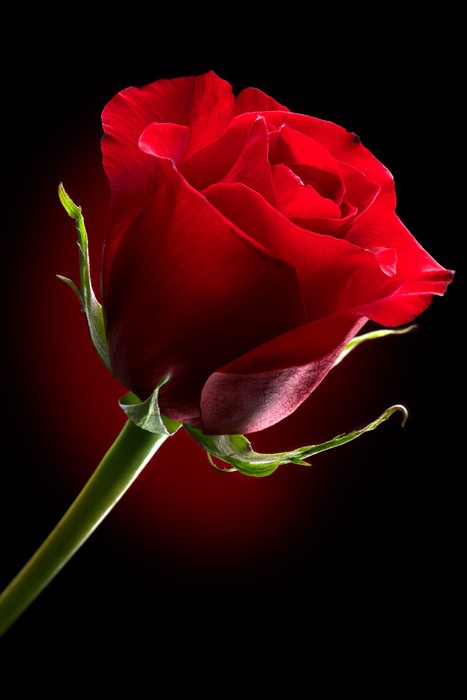 Fotomural Rosa roja flor aislados sobre fondo Negro • Pixers® - Vivimos