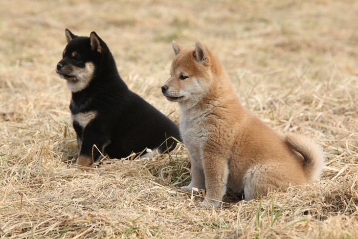 shiba inu body pillow