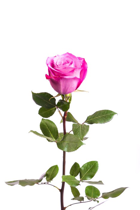 One Fresh Pink Rose Over White Background Wall Mural Pixers One Fresh Pink Rose Over White Background Vinyl Wall Mural Flowers
