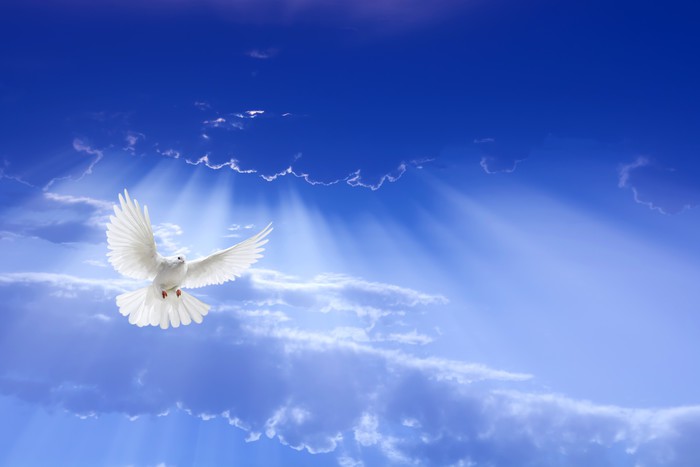 Fotomural Paloma blanca volando en el cielo • Pixers® - Vivimos para