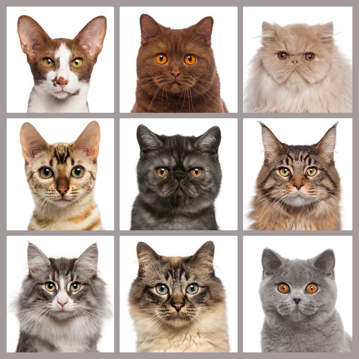 Nine cat heads looking at the camera Vinyl Wall Mural - Themes