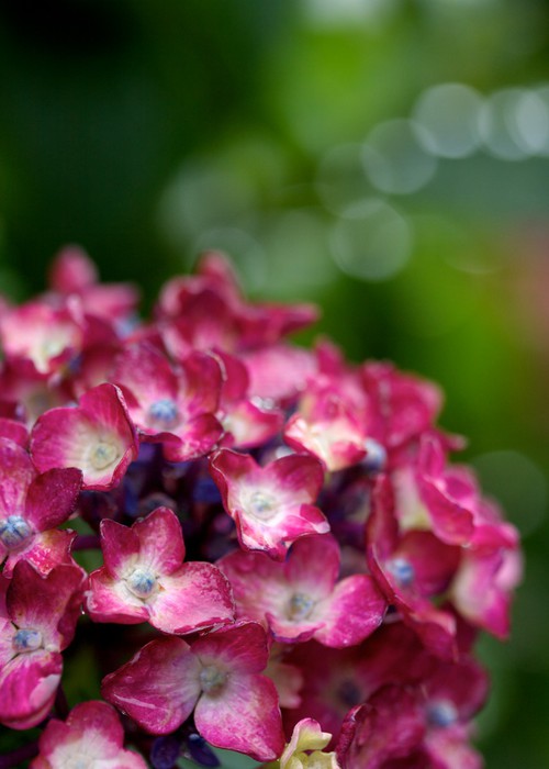 Sticker 紫陽花 Pixers Hk