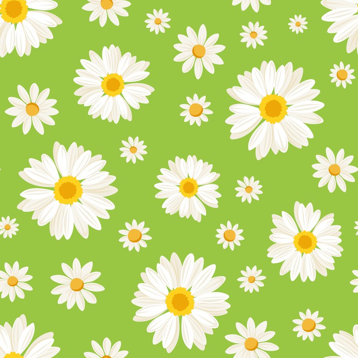 Wallpaper Seamless pattern with daisy flowers on green. Vector. 