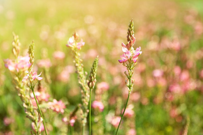 Resultado de imagen para FLORES SILVESTRES