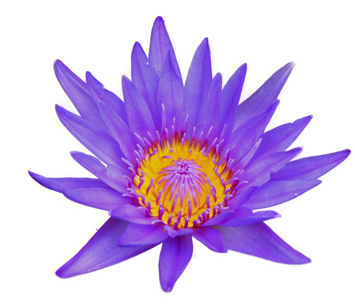 Adesivo Fiore di loto isolato su sfondo bianco u2022 Pixers u00ae Viviamo per il cambiamento Artesanato Com Feltro ~ Adesivo Fiore di loto isolato su sfondo bianco u2022 Pixers u00ae Viviamo per il cambiamento
