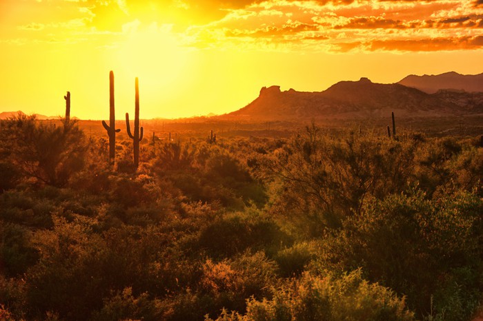 Sunset view of the Arizona desert with cacti and mountains 