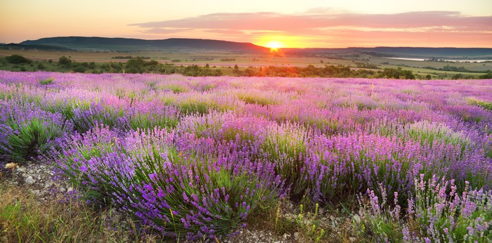 Image result for lavender meadows