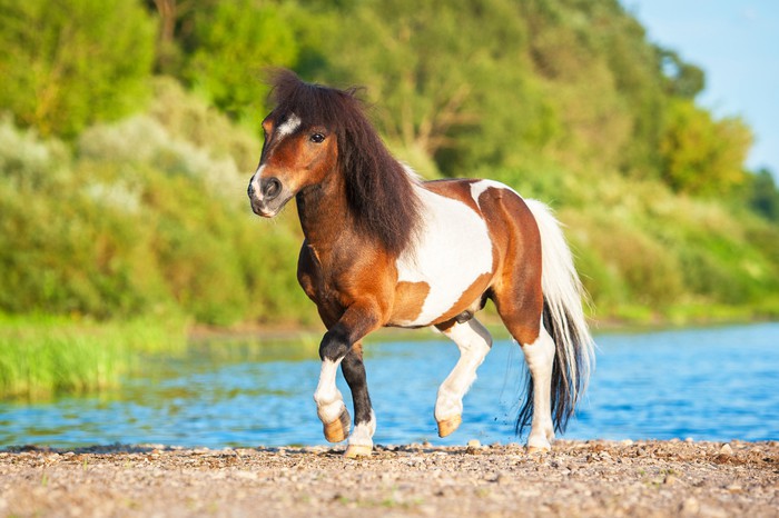Fototapete Wenig gemalt auf der Shetland-Pony Strand laufen • Pixers