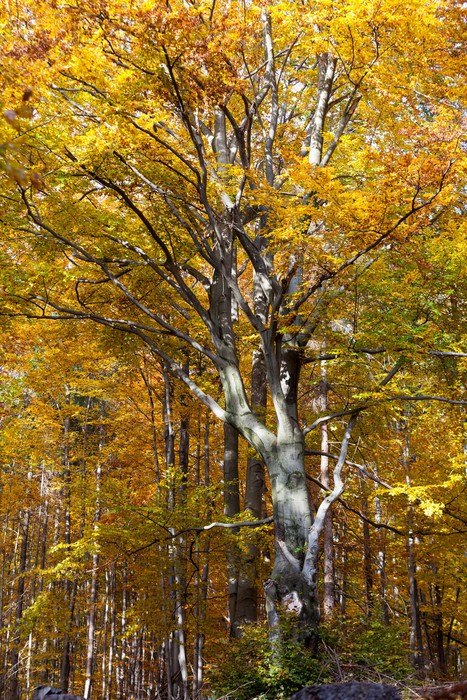 Silver Beach Tree The Best Beaches In World Silver Beech Tree Trunks Against The Dry Leaves Wall Mural Pixers