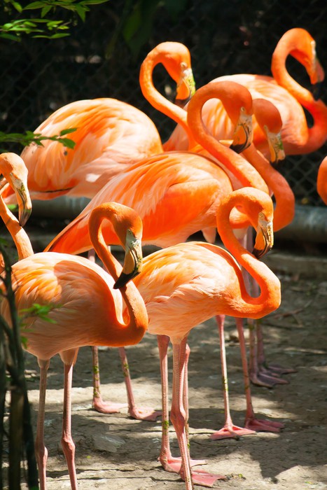 一升瓶　2本セットflamingo orange 700_FO70217445_71640472ecbbba4