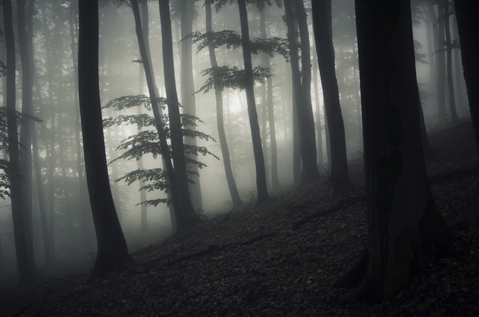 Enchanted Dark Forest At Night Vinyl Wall Mural