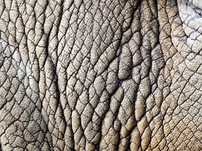 rhino skin texture Wall Mural • Pixers® • We live to change