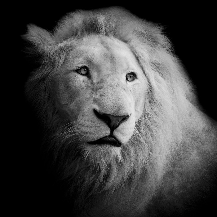 Black And White Lion Poster Pixers We Live To Change Black And White Lion Poster Themes